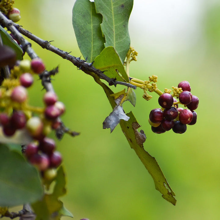 Allspice Berry Essential Oil (Pimenta Dioica) - Miracle Botanicals Essential Oils
