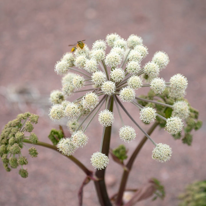 Angelica Root Essential Oil - Organic - CO2 Extracted (Angelica Archangelica) - Miracle Botanicals Essential Oils