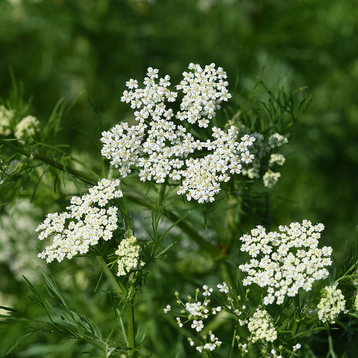 Anise Seed Essential Oil (Pimpinella Anisum) - Miracle Botanicals Essential Oils