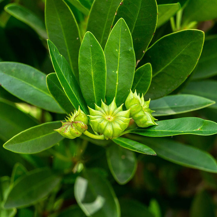 Anise (Star) Essential Oil (Illicium Verum) - Miracle Botanicals Essential Oils