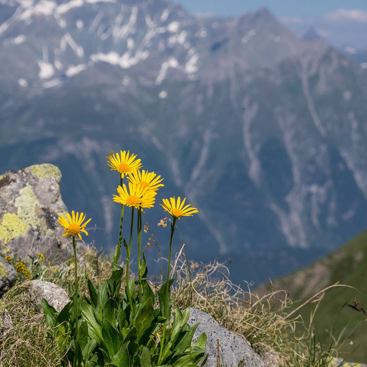 Arnica Oil - Infused in Hemp (Cannabis Sativa) Oil - Organic (Arnica Montana L.) - Miracle Botanicals Essential Oils