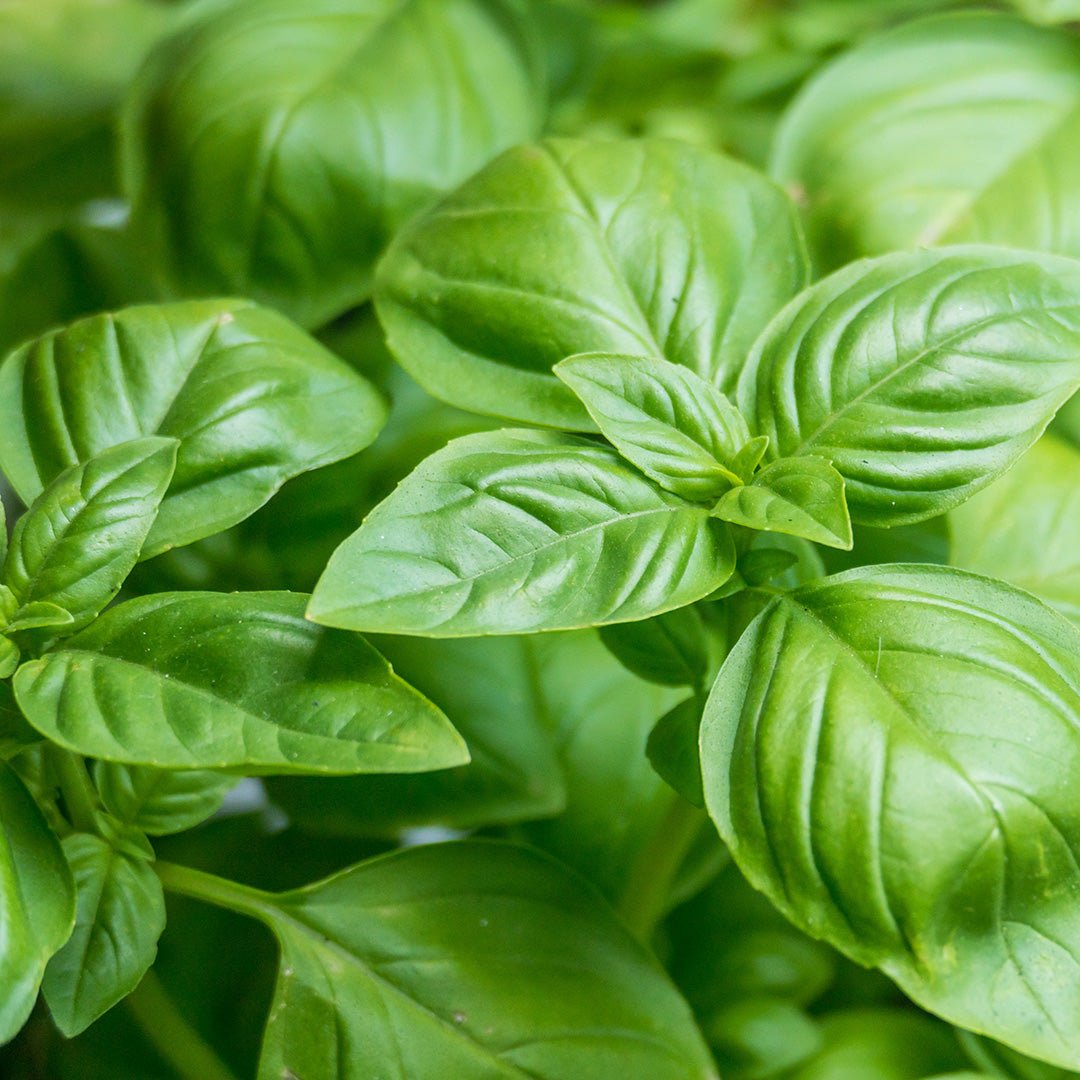 Basil (Sweet) Essential Oil ct. Linalool (Ocimum Basilicum) - Miracle Botanicals Essential Oils