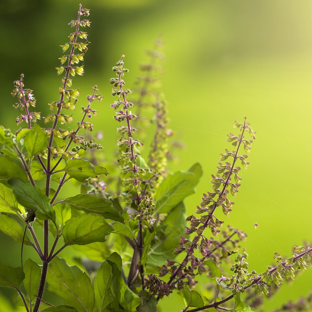 Basil (Tulsi Holy) Essential Oil (Ocimum Basilicum) - Miracle Botanicals Essential Oils