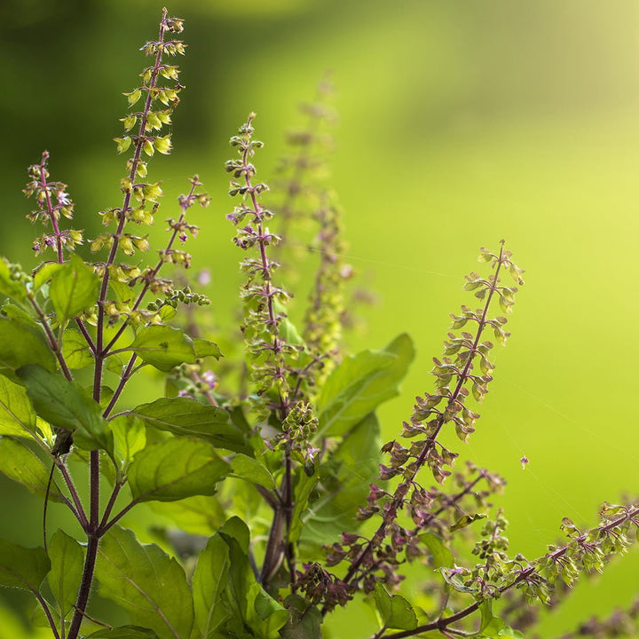 Basil (Tulsi Holy) Essential Oil (Ocimum Basilicum) - Miracle Botanicals Essential Oils