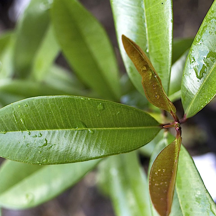 Bay Rum Essential Oil (Pimenta Racemosa) - Miracle Botanicals Essential Oils