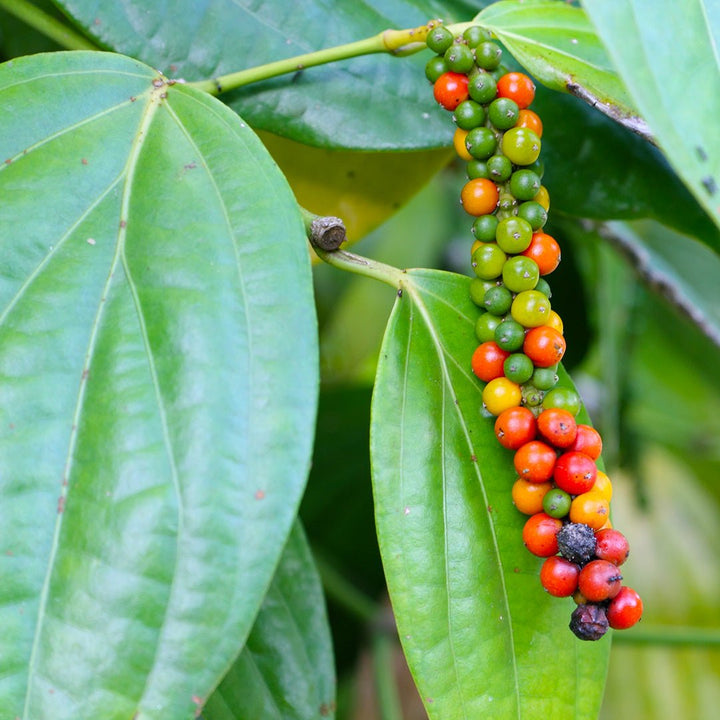Black Pepper Essential Oil - Organic (Piper Nigrum) - Miracle Botanicals Essential Oils