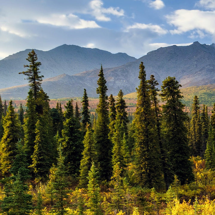 Black Spruce Essential Oil - Organic (Picea Mariana) - Miracle Botanicals Essential Oils