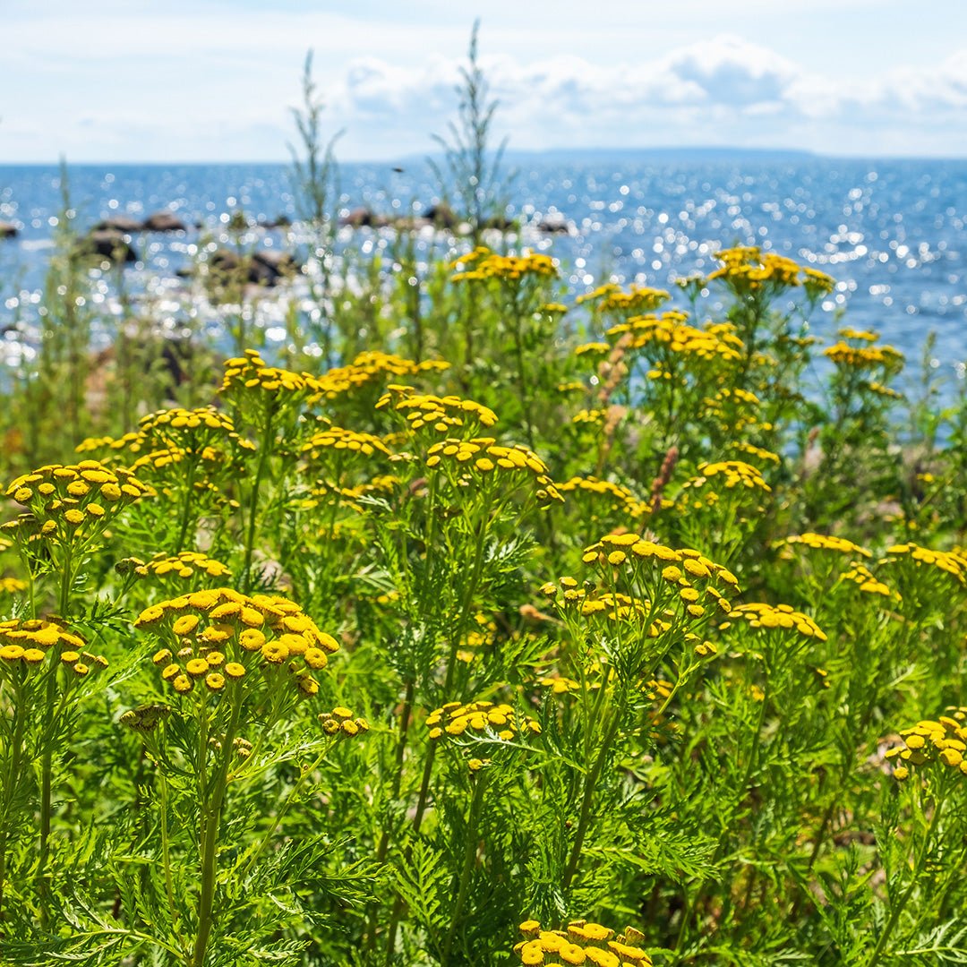 Blue Tansy Essential Oil - Organic (Tanacetum Annuum) - Miracle Botanicals Essential Oils