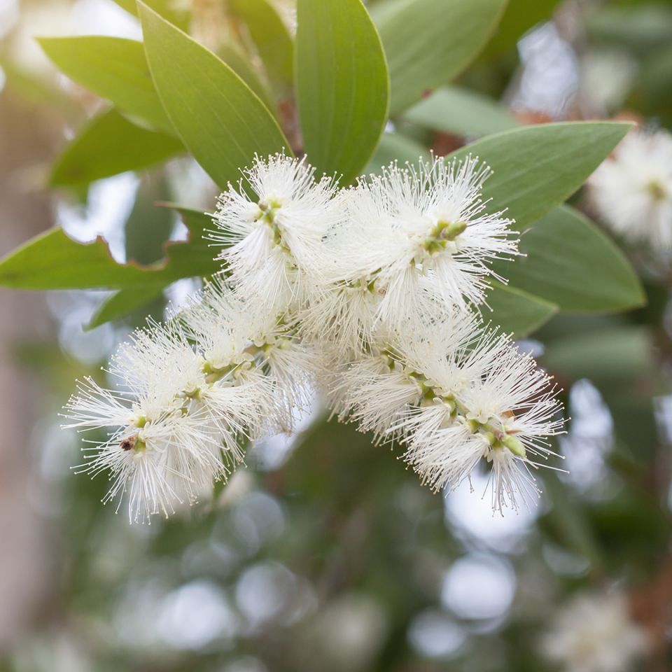Cajeput Essential Oil (Melaleuca Cajuputi Powell) - Miracle Botanicals Essential Oils