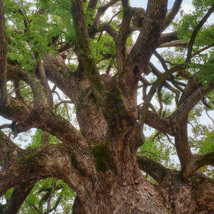 Camphor (White) Essential Oil (Cinnamomum Camphora - Linnaeus) - Miracle Botanicals Essential Oils