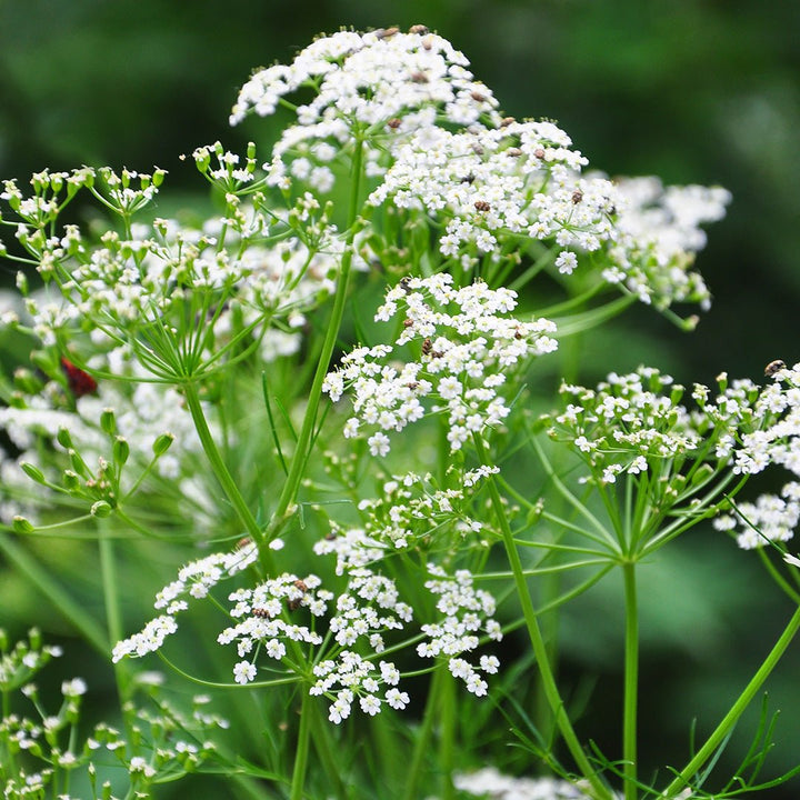 Caraway Seed Essential Oil (Carum Carvi) - Miracle Botanicals Essential Oils