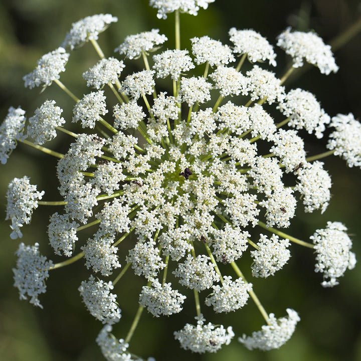 Carrot Seed Essential Oil - CO2 Extracted (Daucus Carota) - Miracle Botanicals Essential Oils