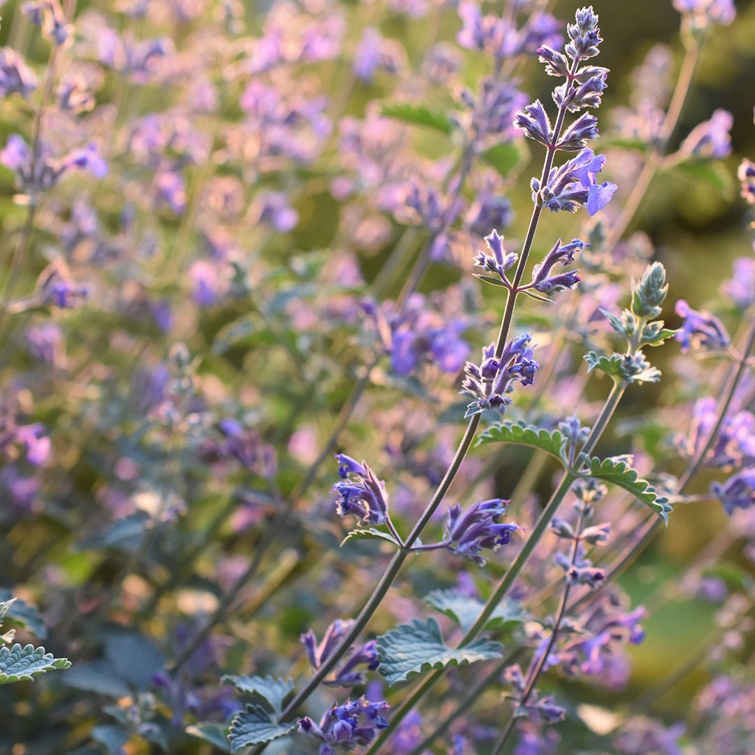 Catnip Essential Oil (Nepeta Cataria) - Miracle Botanicals Essential Oils