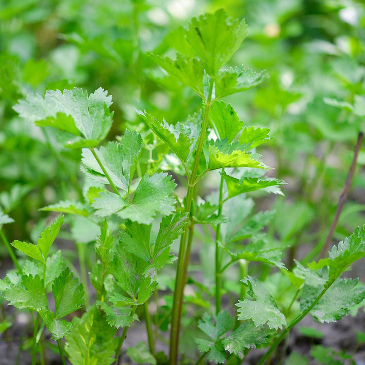 Celery Essential Oil - CO2 Extracted (Apium Graveolens) - Miracle Botanicals Essential Oils