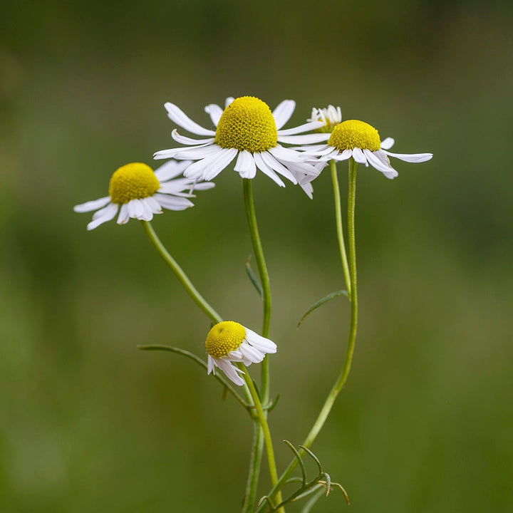 Chamomile (Blue) Essential Oil - Co2 Extracted German Chamomile (Matricaria Chamomilla) - Miracle Botanicals Essential Oils