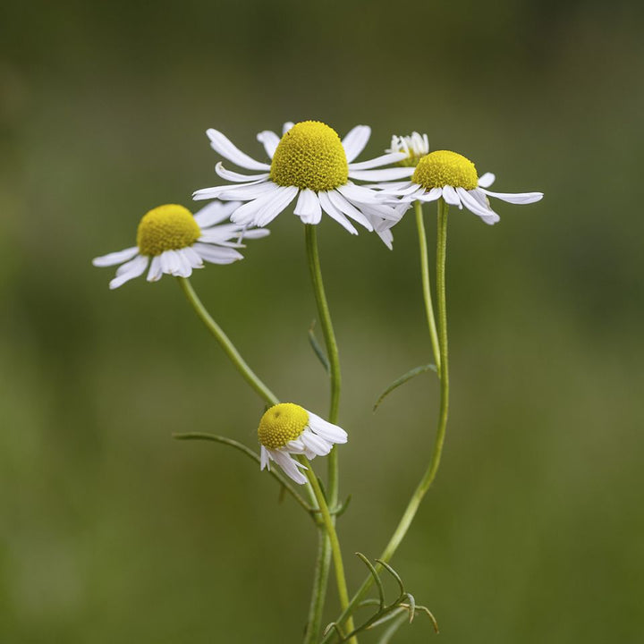 Chamomile (German) Essential Oil - Blue Chamomile (Matricaria Chamomilla) - Miracle Botanicals Essential Oils