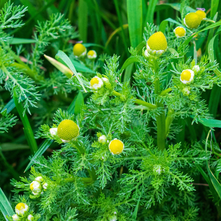 Chamomile (Wild) Essential Oil (Ormenis Mixta) - Miracle Botanicals Essential Oils