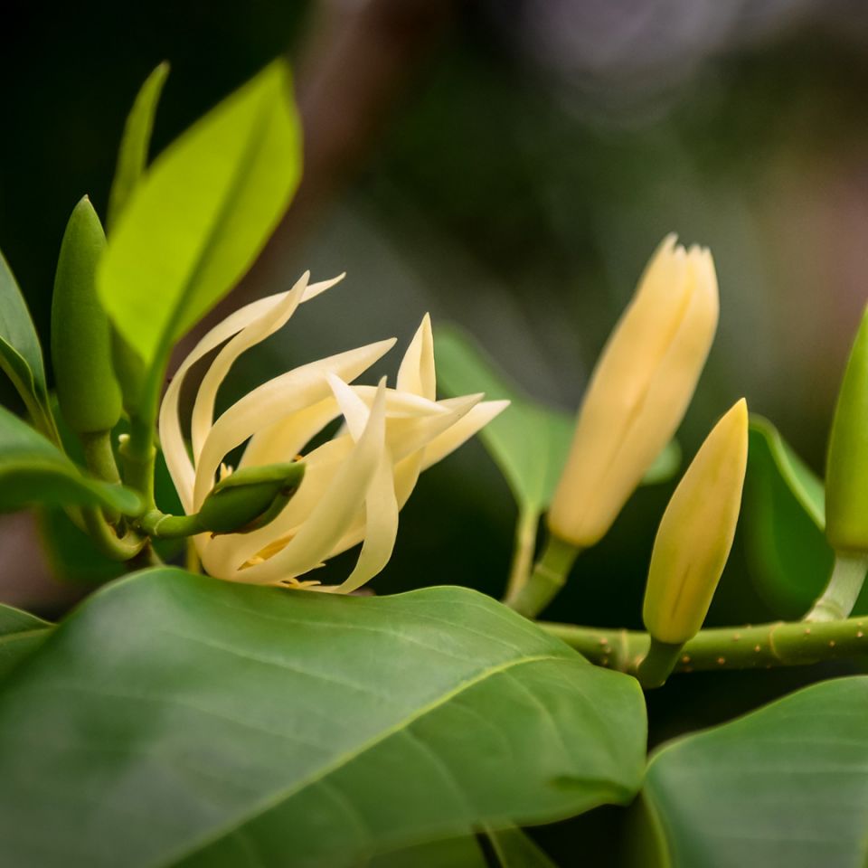 Champaca Essential Oil - 10% Dilute in Meadowfoam (10% Pure Michelia Champaca Preblended in 90% Limnanthes Alba) - Miracle Botanicals Essential Oils