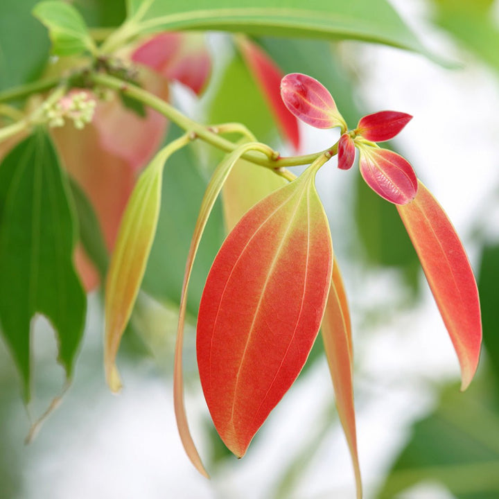 Cinnamon Leaf Essential Oil - Organic (Cinnamomum Zeylanicum Blume) - Miracle Botanicals Essential Oils