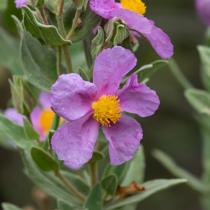Cistus Essential Oil - Organic (Cistus Ladaniferus var. Creticus) - Miracle Botanicals Essential Oils