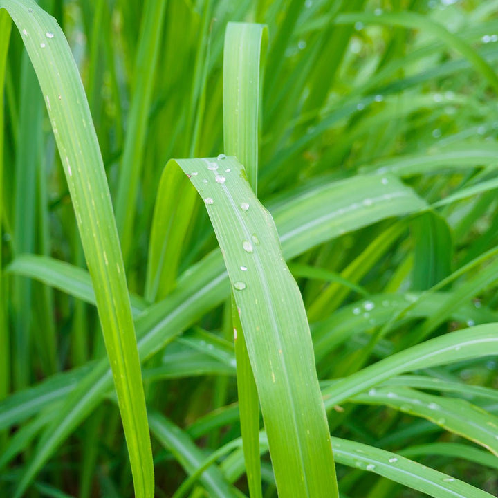 Citronella Essential Oil - Organic (Cymbopogon Nardus) - Miracle Botanicals Essential Oils