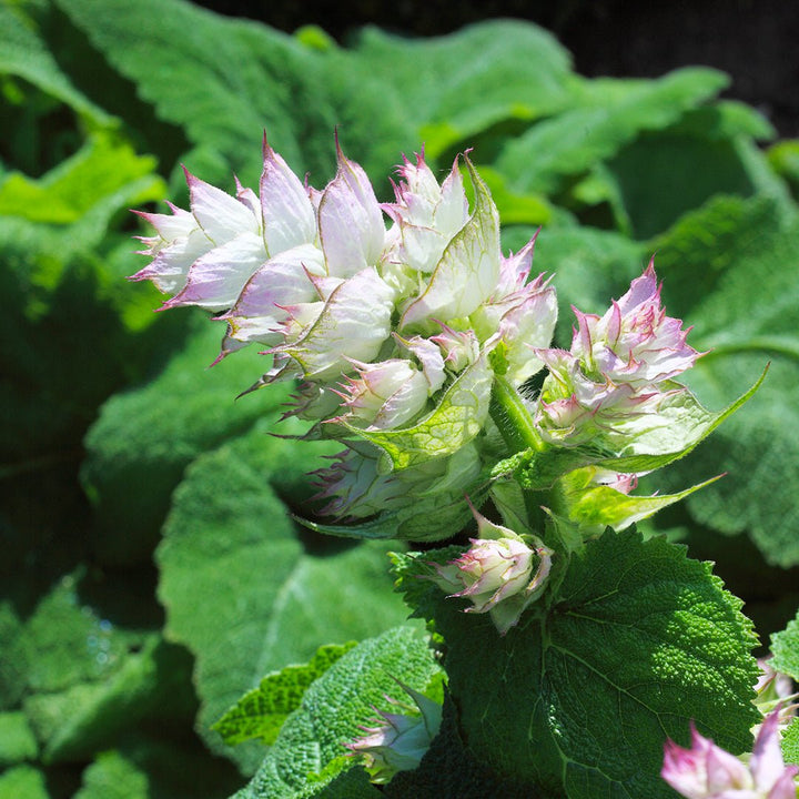 Clary Sage (Bulgarian) Essential Oil (Salvia Sclarea) - Miracle Botanicals Essential Oils