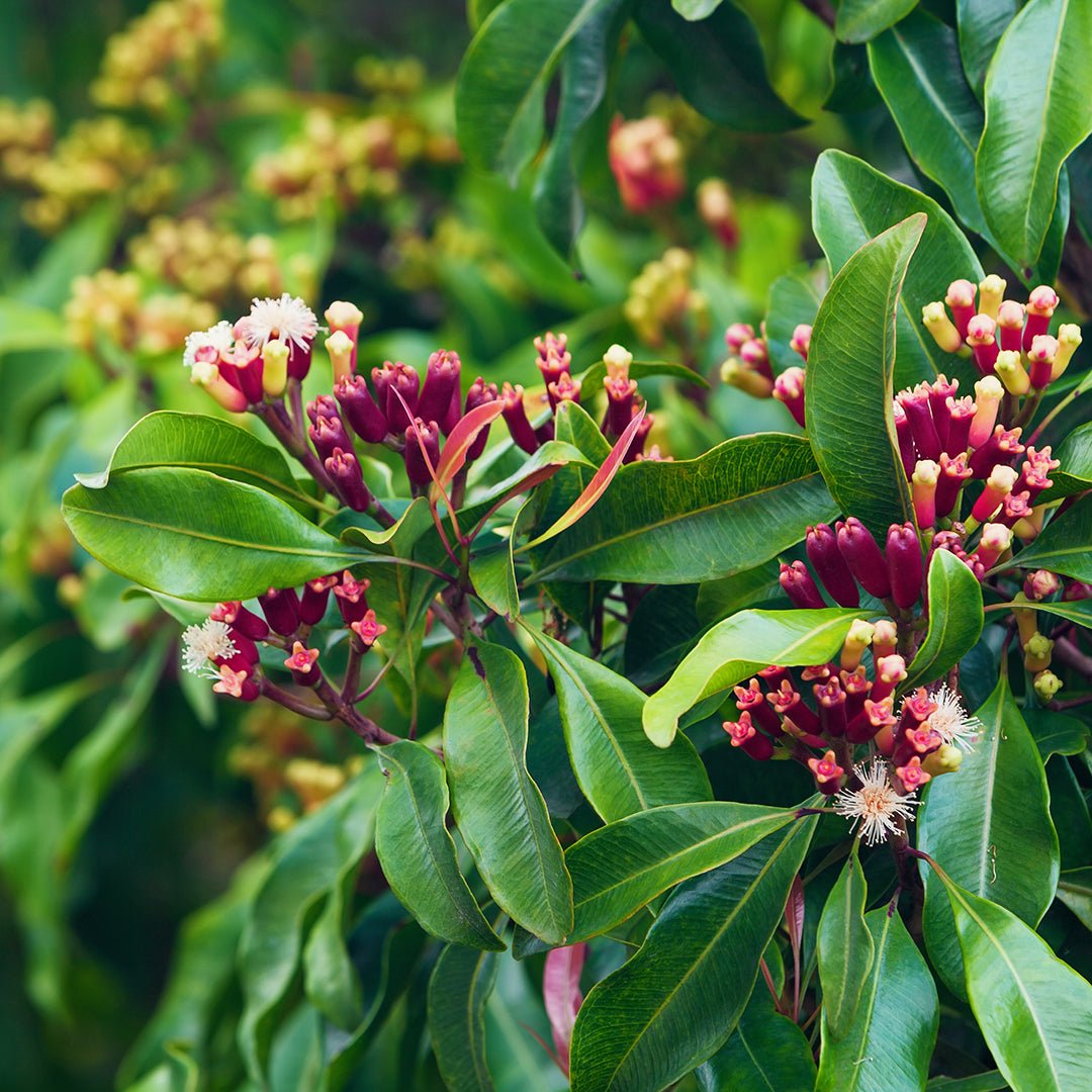 Clove Bud Essential Oil (Super) (Eugenia Caryophyllata) - Miracle Botanicals Essential Oils