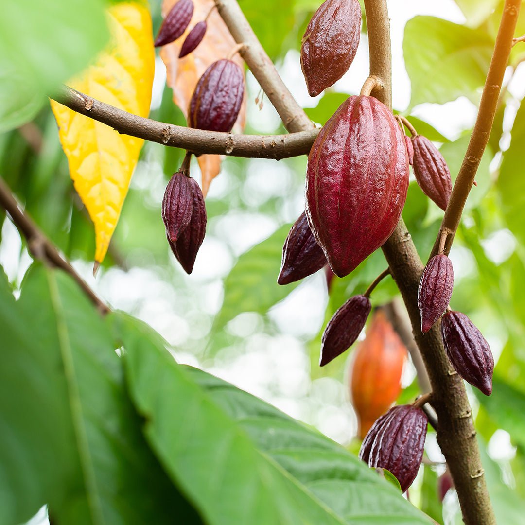 Cocoa Absolute Oil - Hexane Free (Theobroma Cacao) - Miracle Botanicals Essential Oils