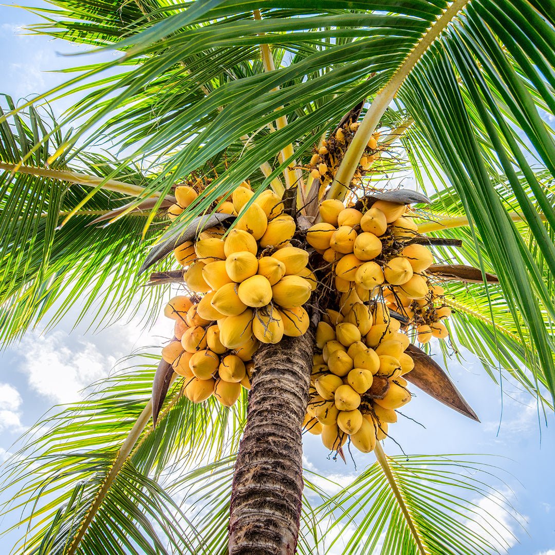 Coconut Essential Oil - Organic - CO2 Extracted (Cocos Nucifera) - Miracle Botanicals Essential Oils