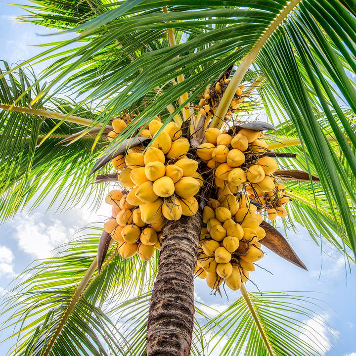 Coconut Essential Oil - Organic - CO2 Extracted (Cocos Nucifera) - Miracle Botanicals Essential Oils