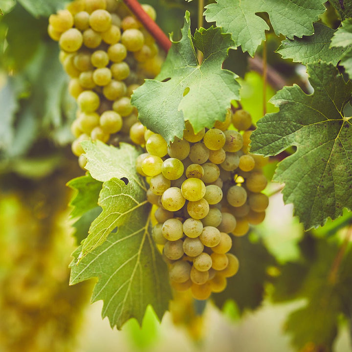 Cognac (Green) Essential Oil (Vitas Vinifera) - Miracle Botanicals Essential Oils