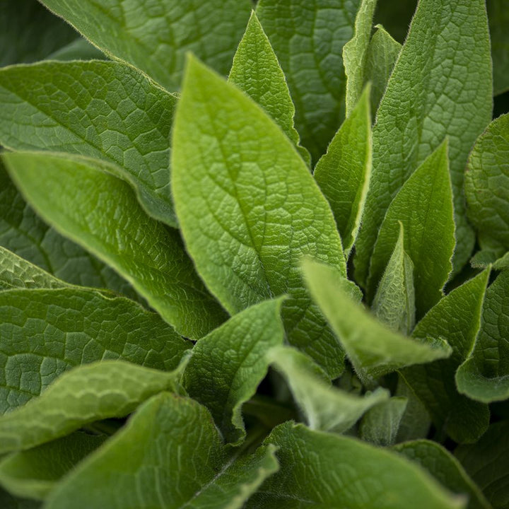 Comfrey Hydrosol - Organic (Symphytum Officinale) - Miracle Botanicals Essential Oils