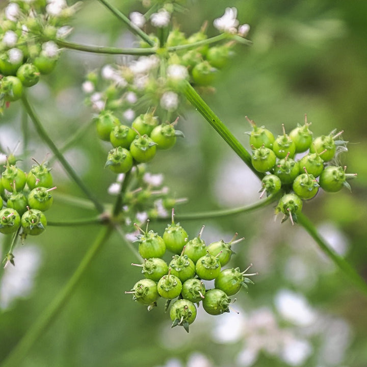 Coriander Essential Oil - CO2 Extracted (Coriandrum Sativum) - Miracle Botanicals Essential Oils