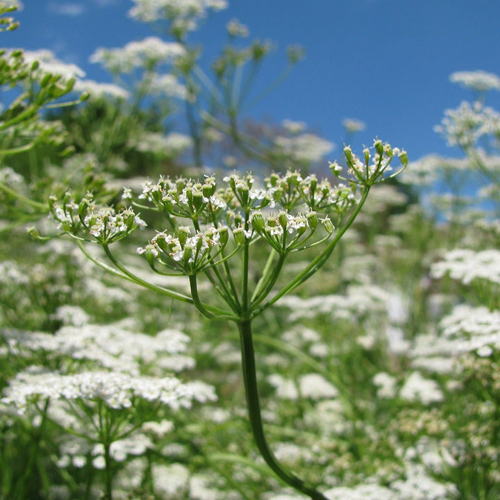 Cumin Essential Oil - CO2 Extracted (Cuminum Cyminum) - Miracle Botanicals Essential Oils