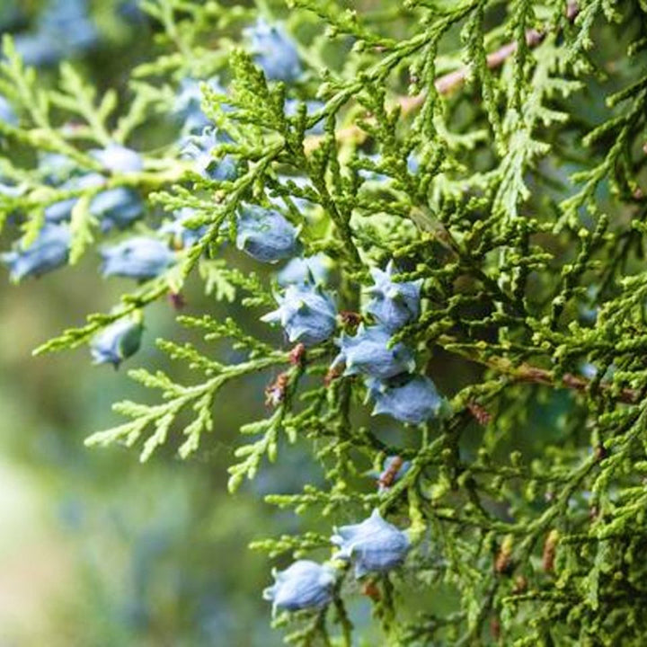 Cypress (Blue) Essential Oil (Callitris Intratropica) - Miracle Botanicals Essential Oils