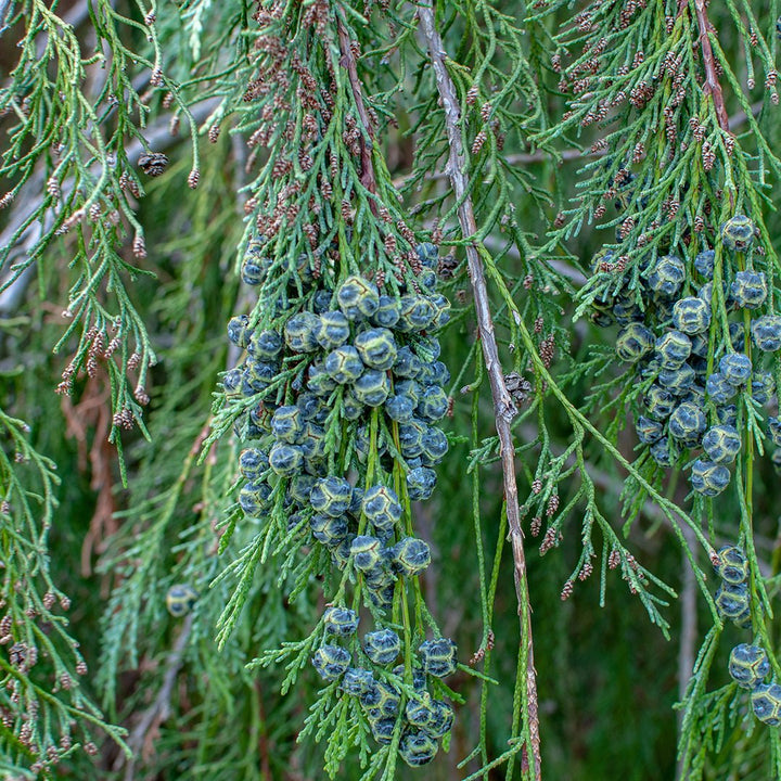 Cypress Essential Oil - Wildcrafted (Cupressus Sempervirens) - Miracle Botanicals Essential Oils