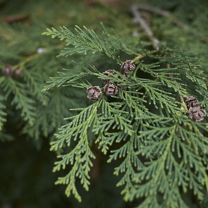 Cypress (Lawson) Essential Oil (Chamaecyparis Lawsoniana) - Miracle Botanicals Essential Oils