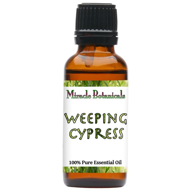 Cypress (Weeping) (Cupressus Funebris) - Miracle Botanicals Essential Oils