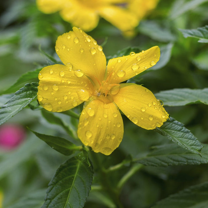 Damiana Essential Oil (Turnera Diffusa) - Miracle Botanicals Essential Oils