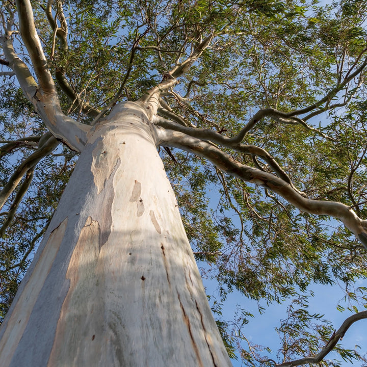 Eucalyptus Globulus Essential Oil (Eucalyptus Globulus) - Miracle Botanicals Essential Oils