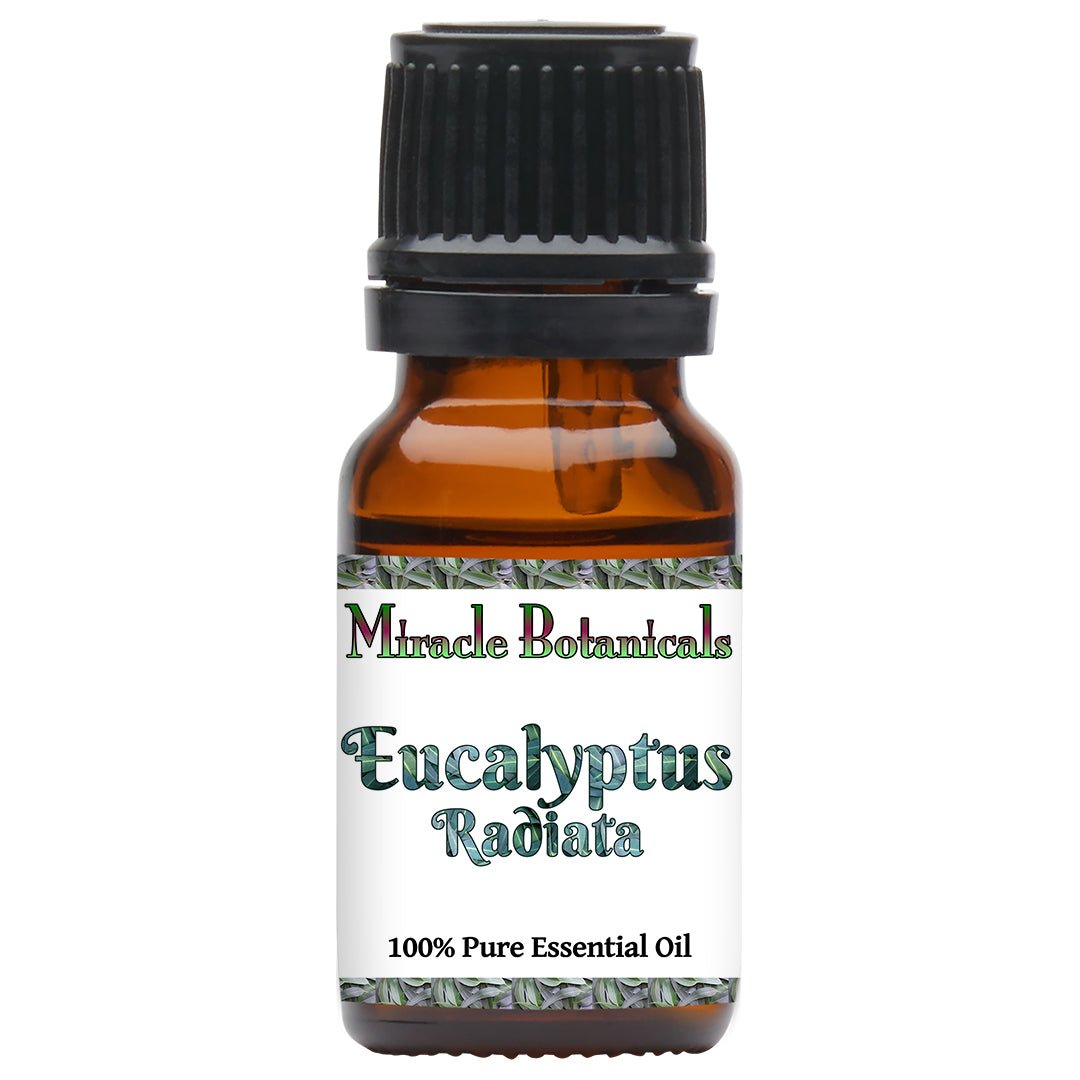 Eucalyptus Radiata Essential Oil (Eucalyptus Radiata) - Miracle Botanicals Essential Oils