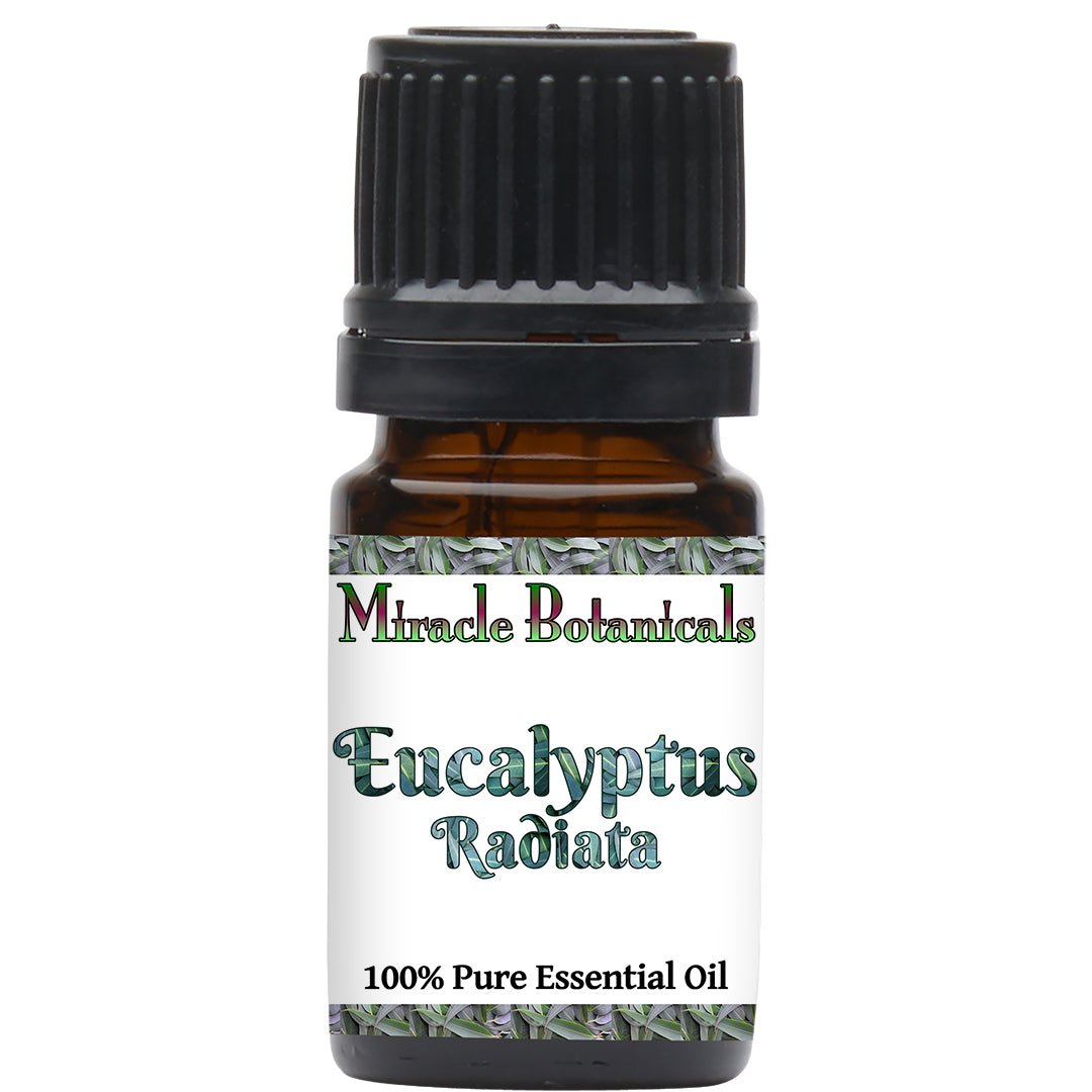 Eucalyptus Radiata Essential Oil (Eucalyptus Radiata) - Miracle Botanicals Essential Oils