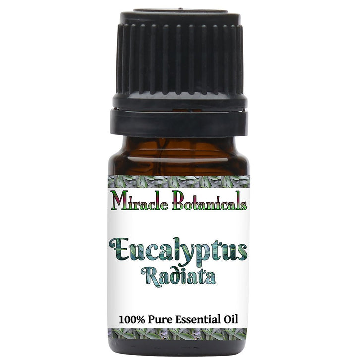 Eucalyptus Radiata Essential Oil (Eucalyptus Radiata) - Miracle Botanicals Essential Oils