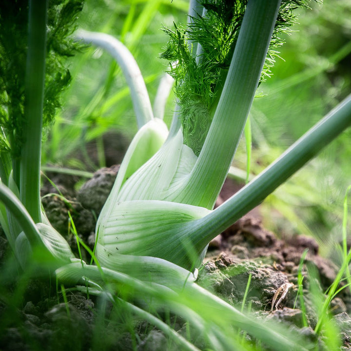 Fennel (Sweet) Essential Oil (Foeniculum Vulgare Mill Var Dulce) - Miracle Botanicals Essential Oils