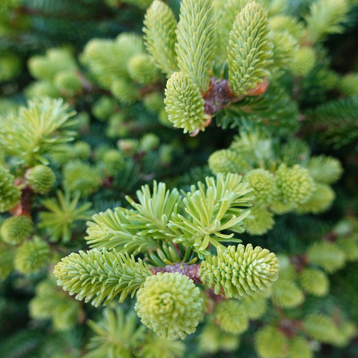 Fir Balsam Essential Oil (Abies Balsamea) - Miracle Botanicals Essential Oils