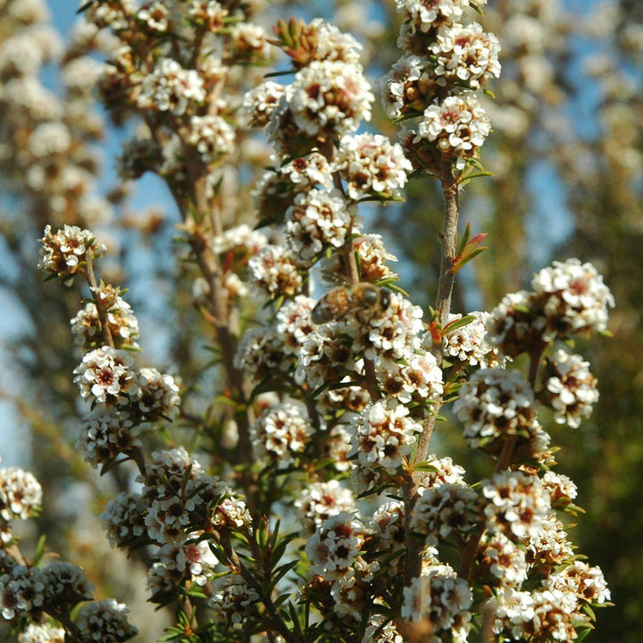 Fragonia Essential Oil (Taxandria Fragrans) - Miracle Botanicals Essential Oils