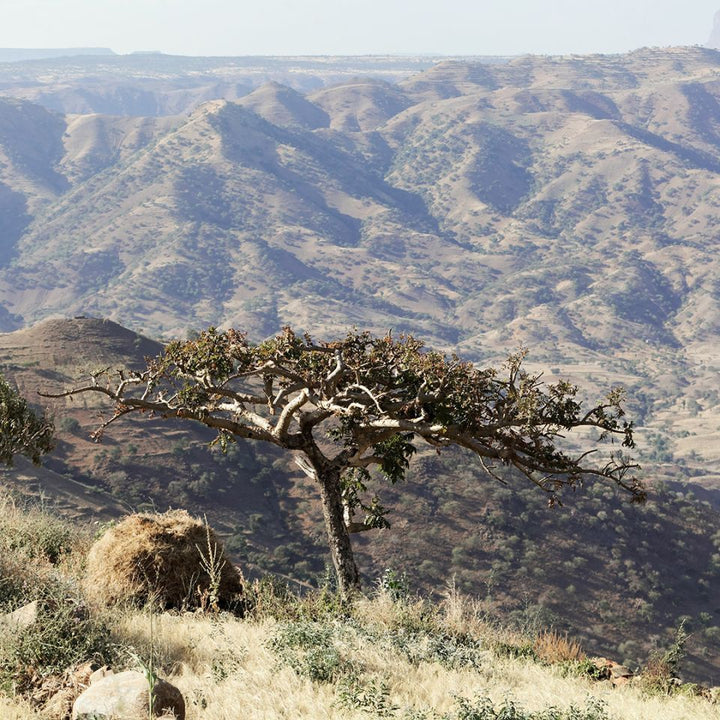 Frankincense Papyrifera Essential Oil (Boswellia Papyrifera) - Miracle Botanicals Essential Oils