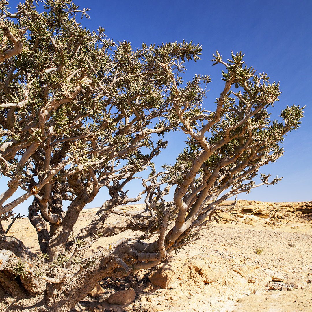 Frankincense Sacra Essential Oil (Boswellia Sacra) - Miracle Botanicals Essential Oils