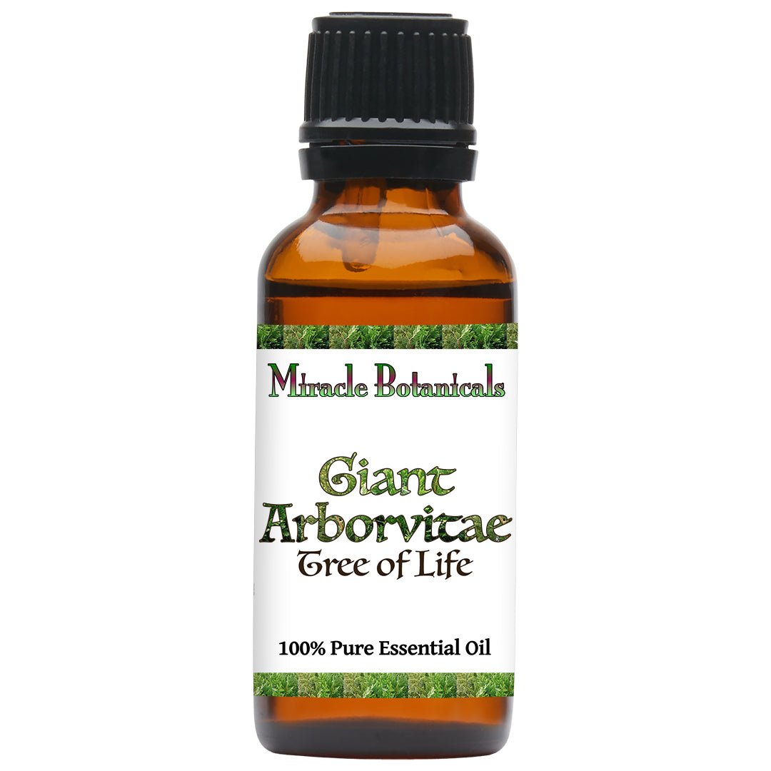 Giant Arborvitae Essential Oil (Thuja Plicata) - Miracle Botanicals Essential Oils