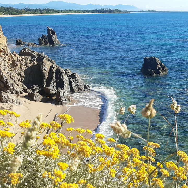 Helichrysum Italicum (Corsican) Essential Oil - Organic (Helichrysum Italicum G. Don) - Miracle Botanicals Essential Oils